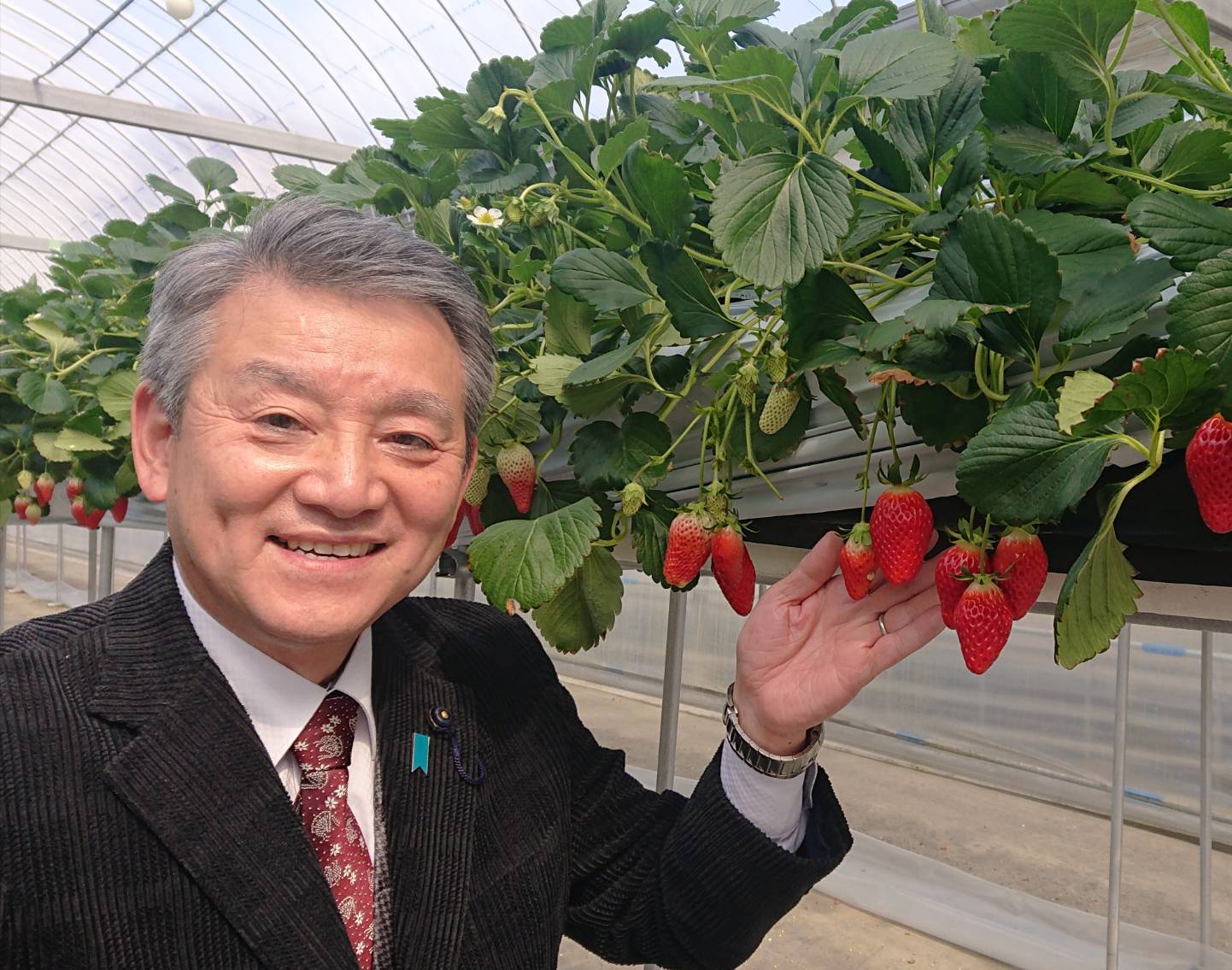 真っ赤な「ささはら菜園 尼崎市猪名寺」のイチゴ
(尼崎の農業)